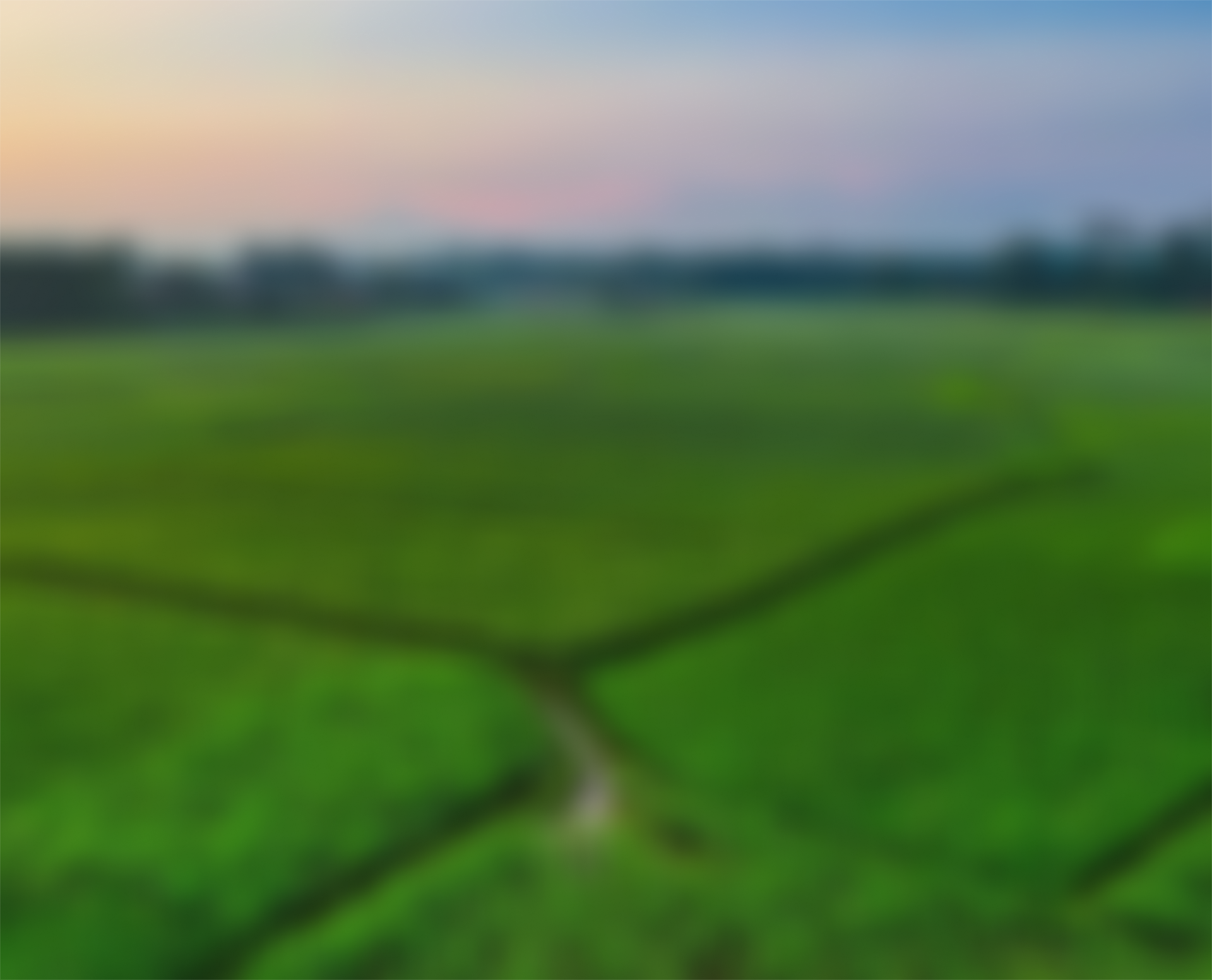 Rice field background